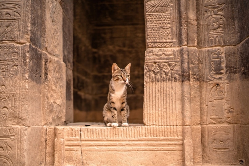 cat in luxor temple in Egypt