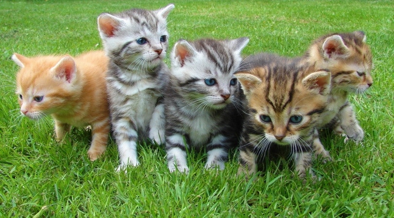 kittens on grass