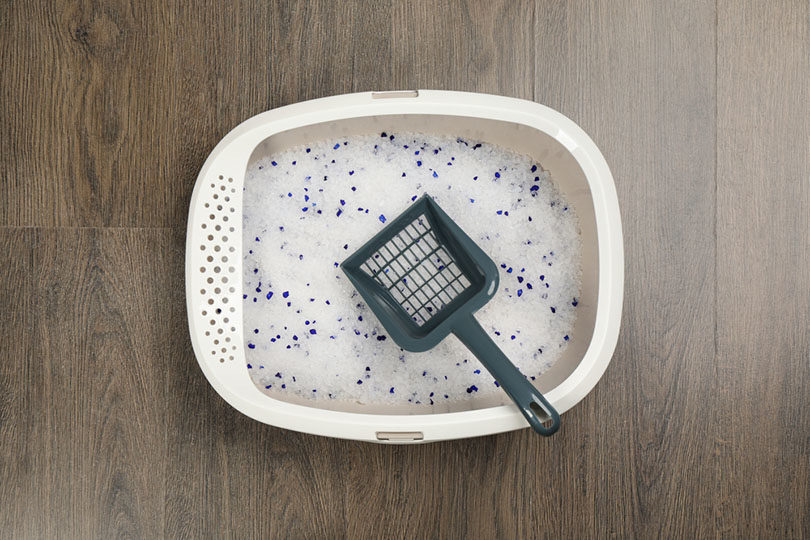 cat-litter-tray-with-silica-gel-filler-and-scoop-on-wooden-floor