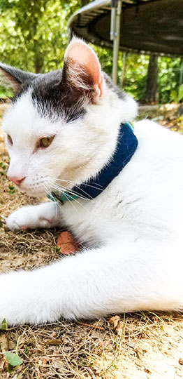 cat wearing the tractive gps tracker collar