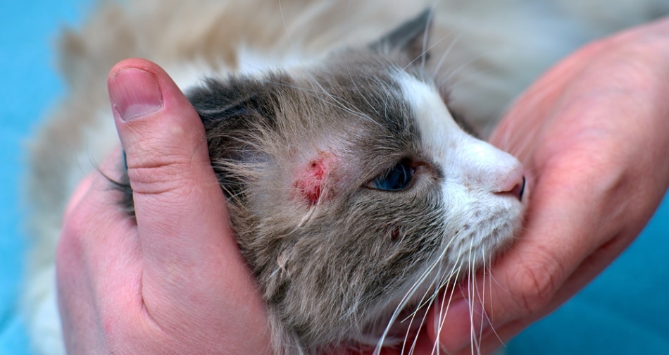mèo bị dị ứng da