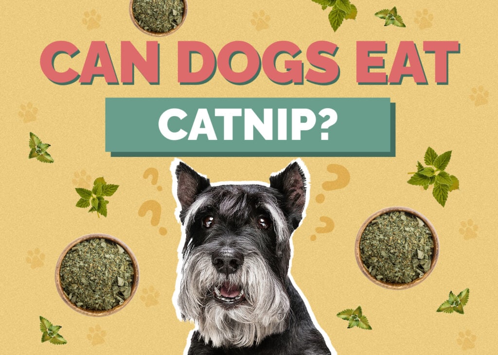 Can Dog Eat catnip