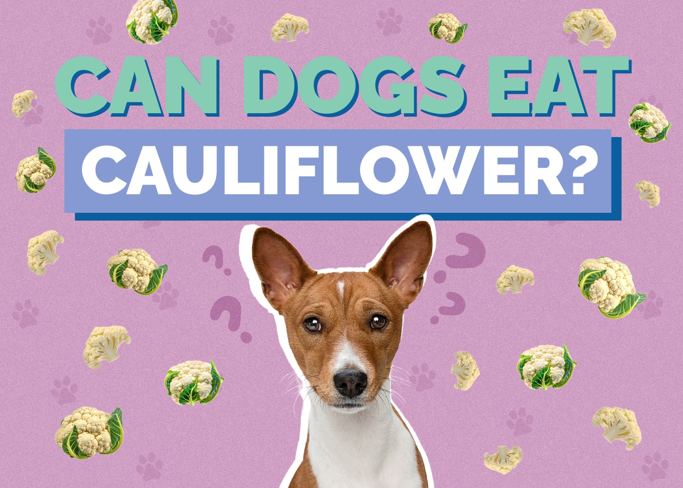 Can Dog Eat cauliflower