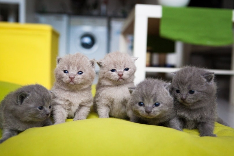 chartreux-kittens_gosha-georgiev_shutterstock-2