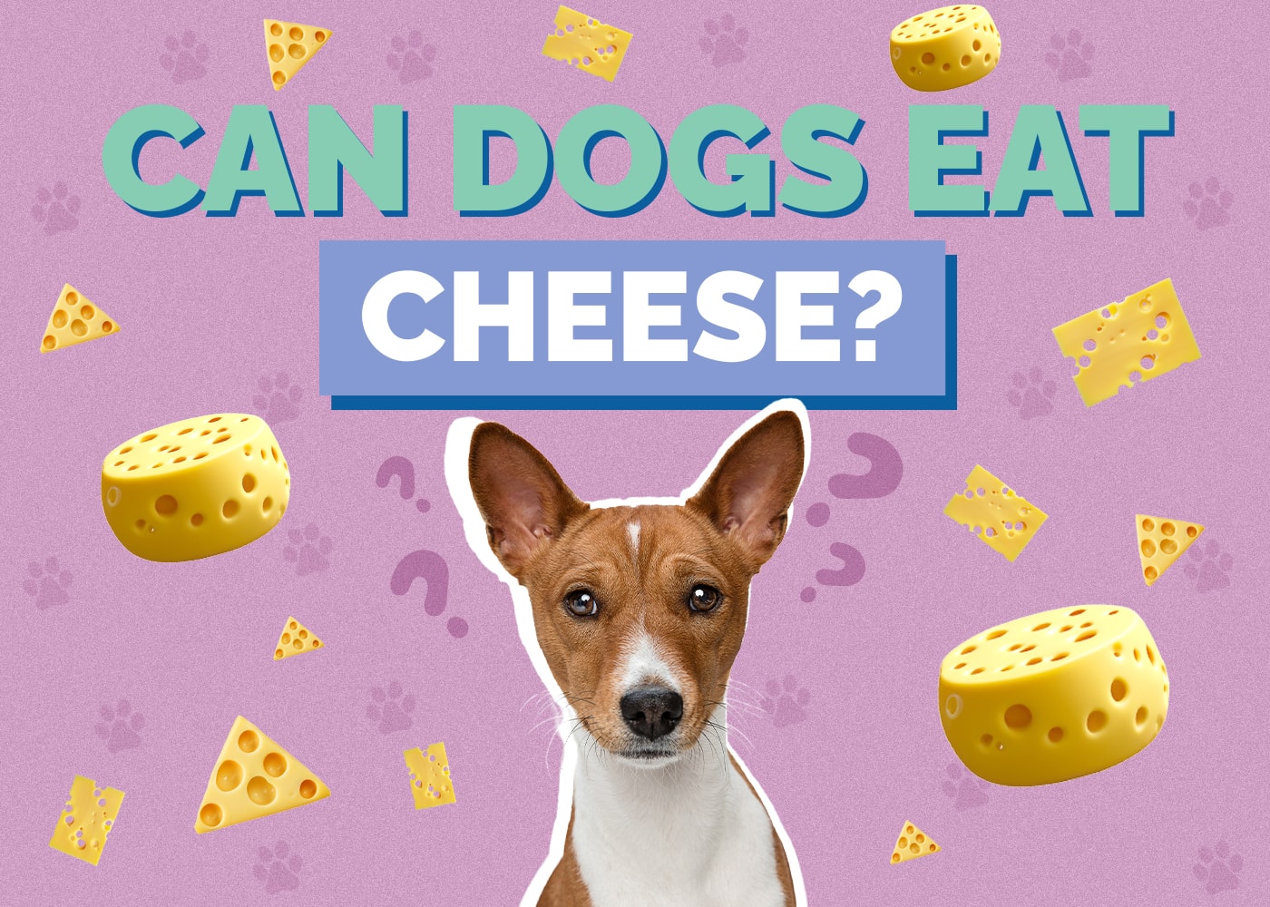 Can Dog Eat cheese