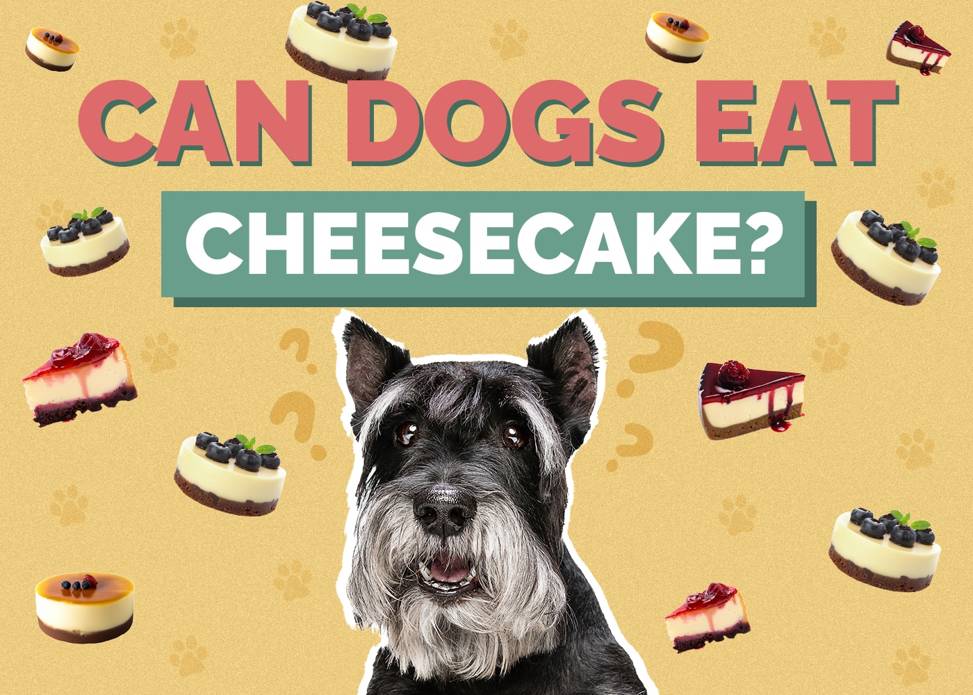 Can Dog Eat cheesecake