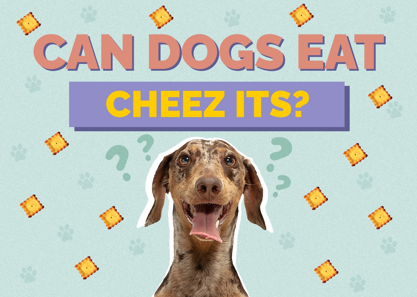 Can Dog Eat cheez-its