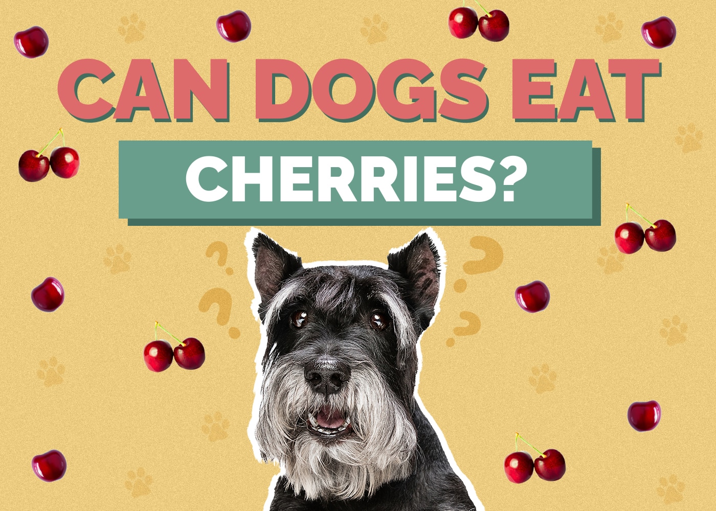 Can Dog Eat cherries