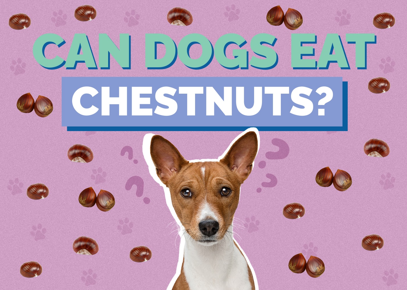 Can Dog Eat chestnuts
