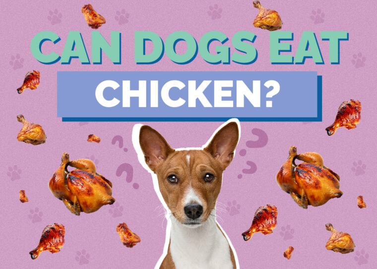 Can Dogs Eat Chicken? VetReviewed Nutrition Facts & FAQ Hepper