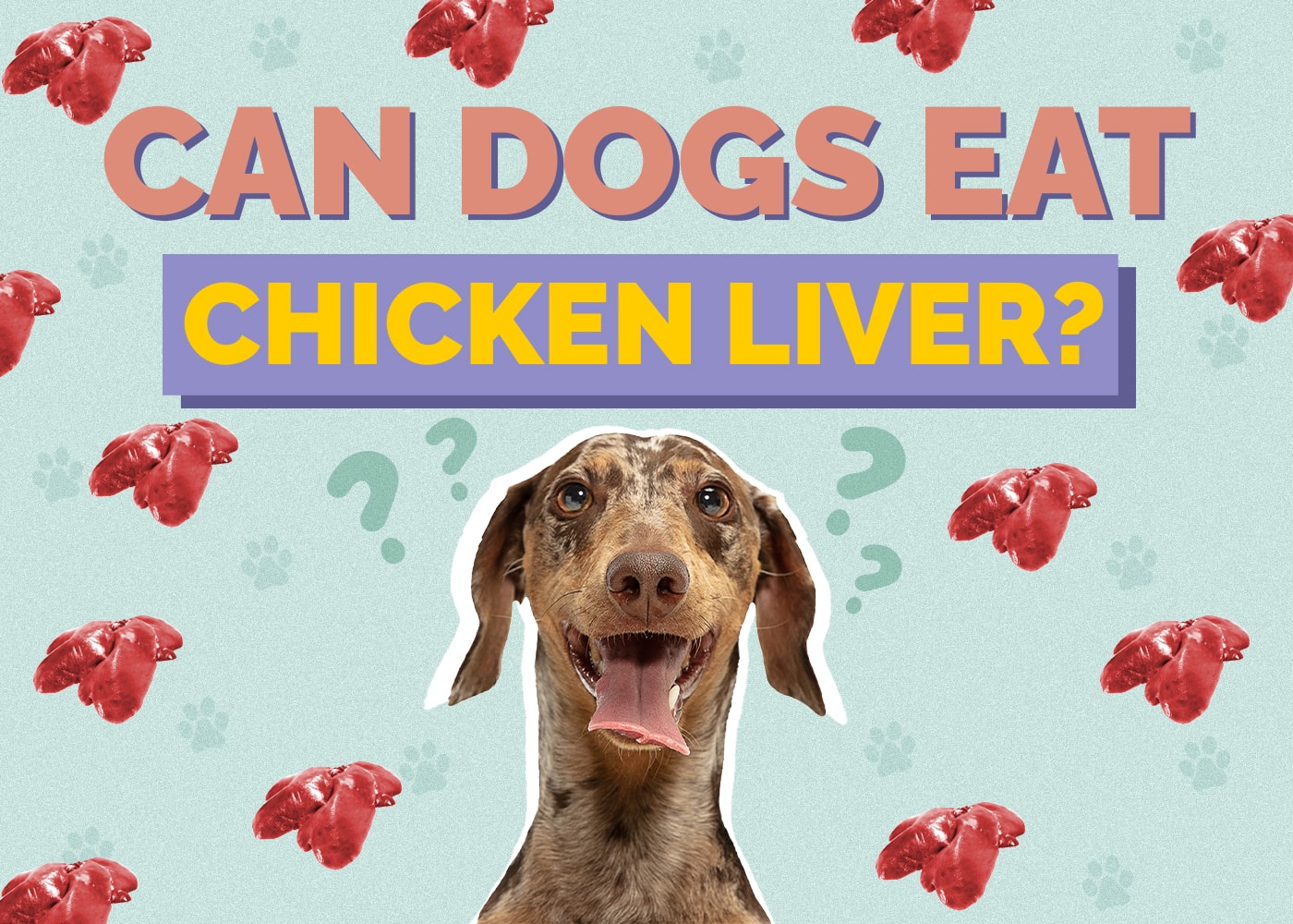 Can Dog Eat chicken-liver