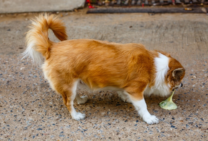 what causes dogs to vomit undigested food