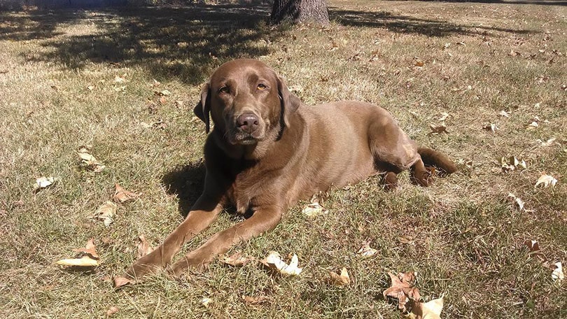 chocolate labrador retriever dog lying on grass