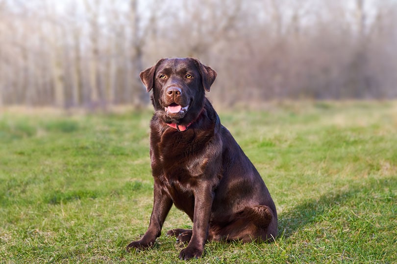 chocolate labrador retriver sitting on grass