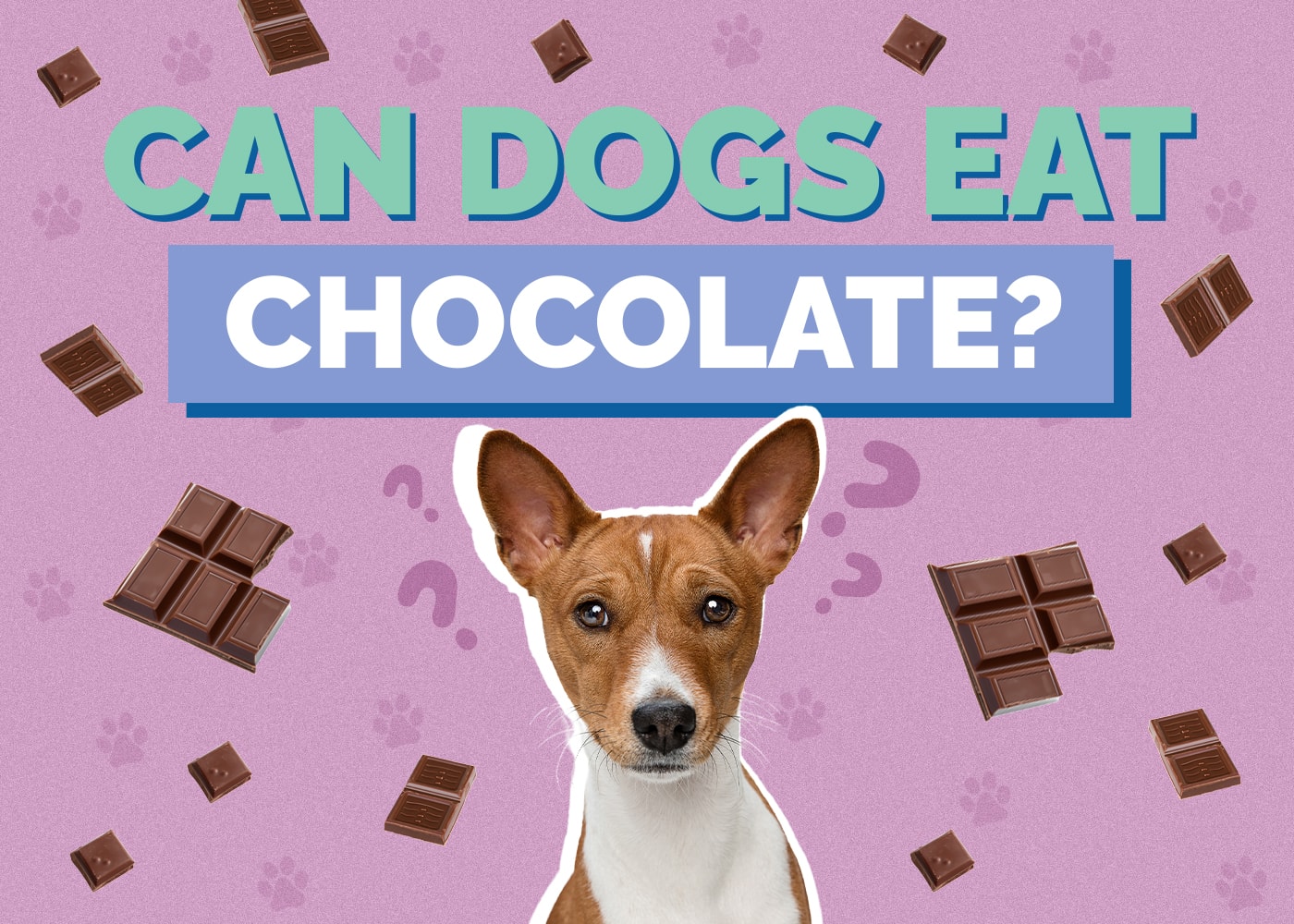 Can Dog Eat chocolate