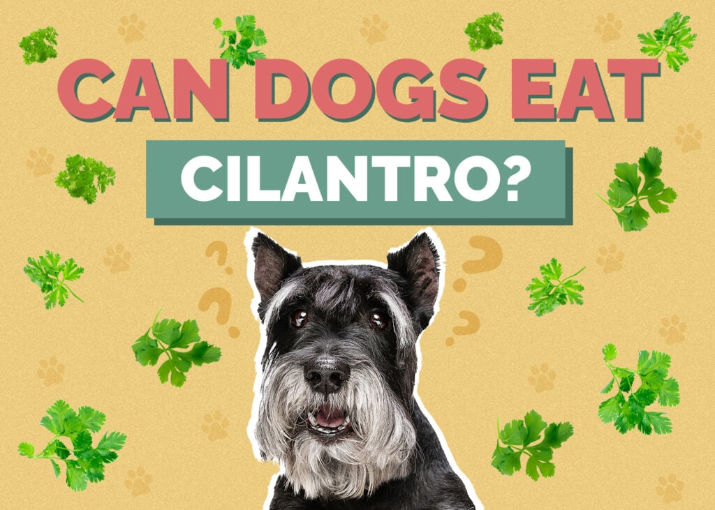Can Dog Eat cilantro