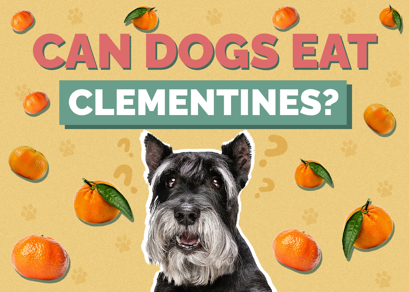 Can Dogs Eat Clementines? VetVerified Facts & Safety Guide Hepper