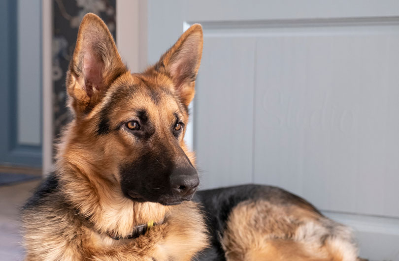 close up of a german shepherd dog