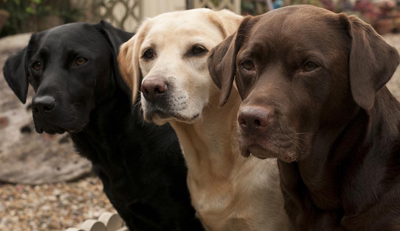 close up of black, yellow, and chocolate labrador retriever dogs