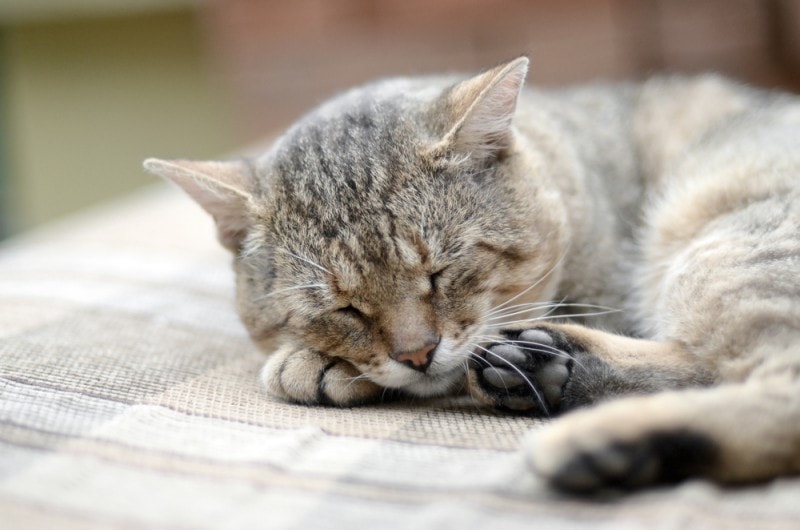 closeup of cat napping on paws on heating pad outdoors closeup of cat napping on paws on heating pad outdoors
