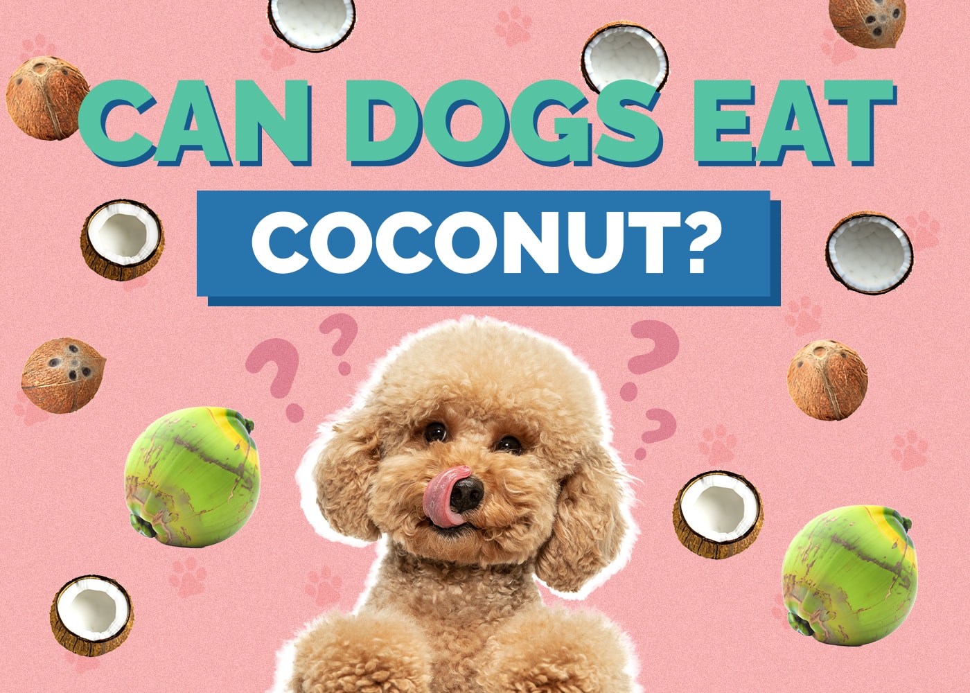 Can Dog Eat coconut