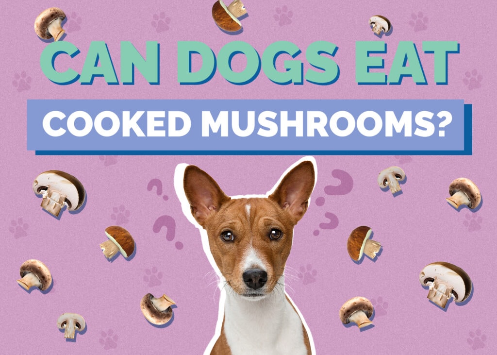 Can Dog Eat cooked-mushroom