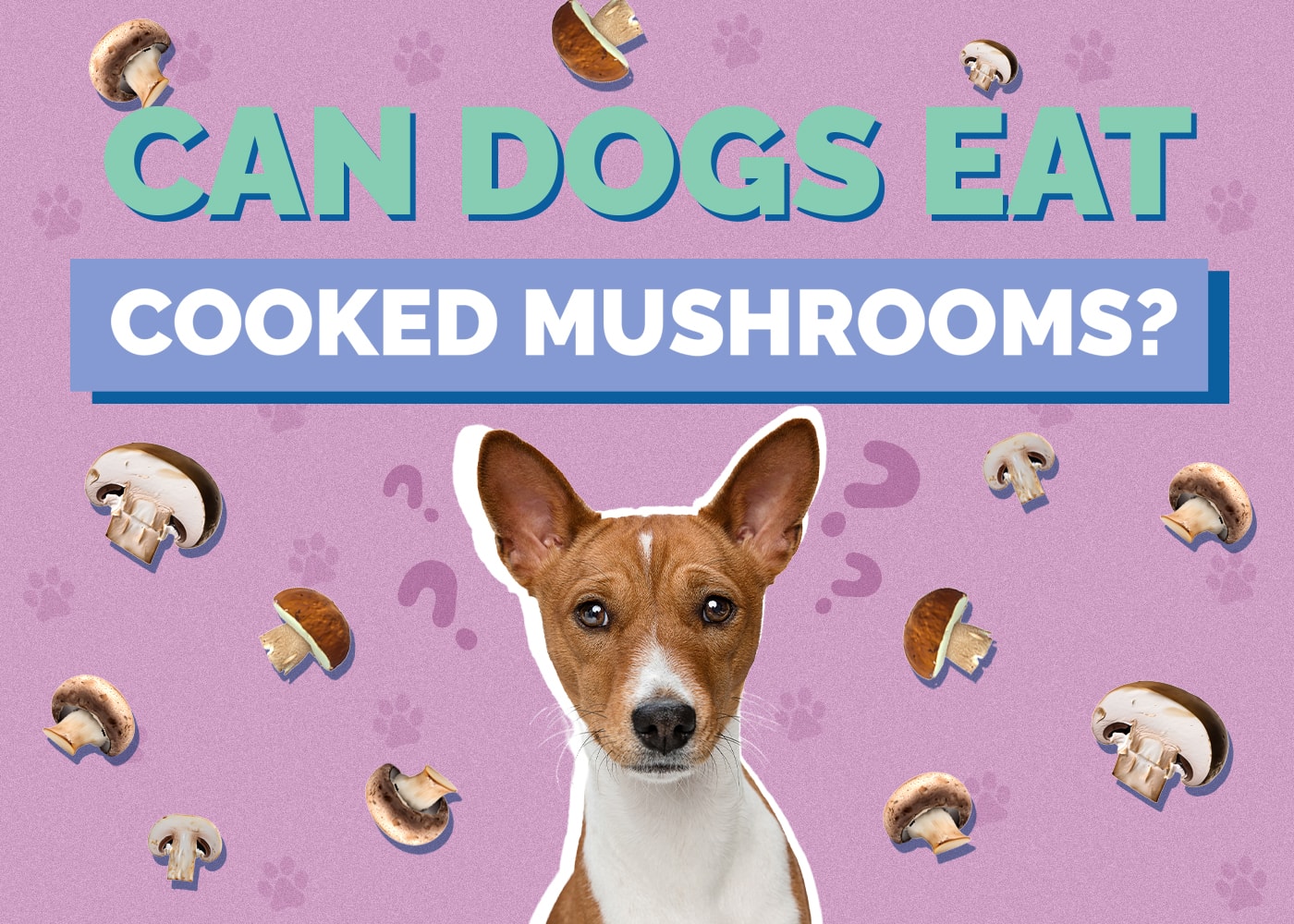 Can Dog Eat cooked-mushroom