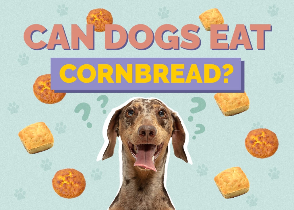 Can Dog Eat cornbread