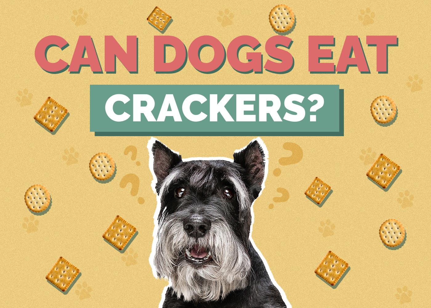 Can Dog Eat crackers
