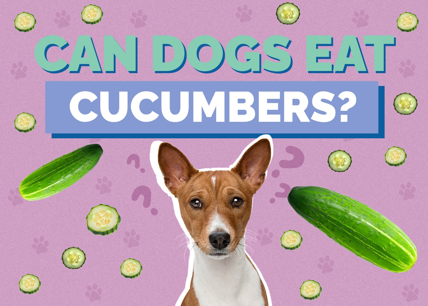 Can Dog Eat cucumber