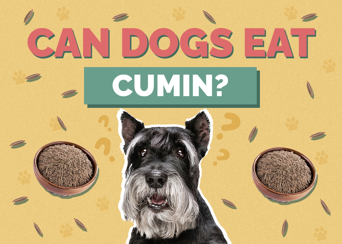 Can Dog Eat cumin