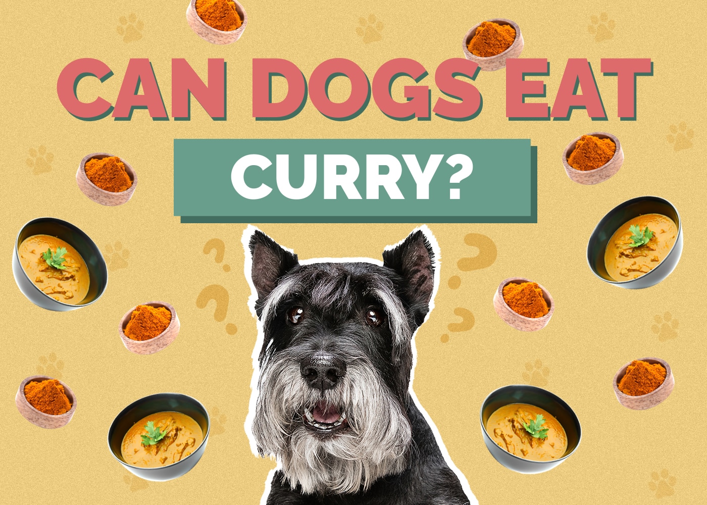 Can Dog Eat curry