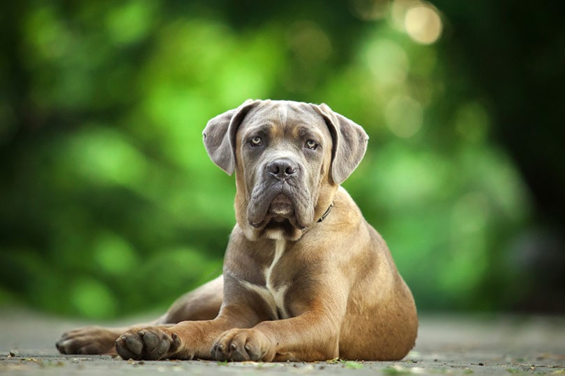 cute cane corso puppy lying outdoor