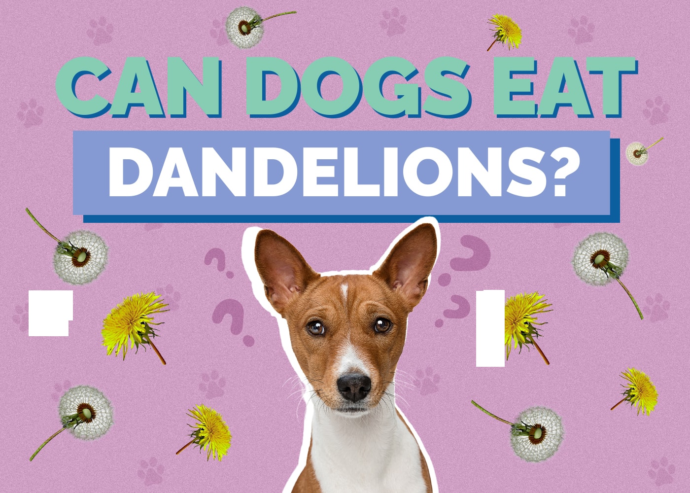Can Dog Eat dandelions