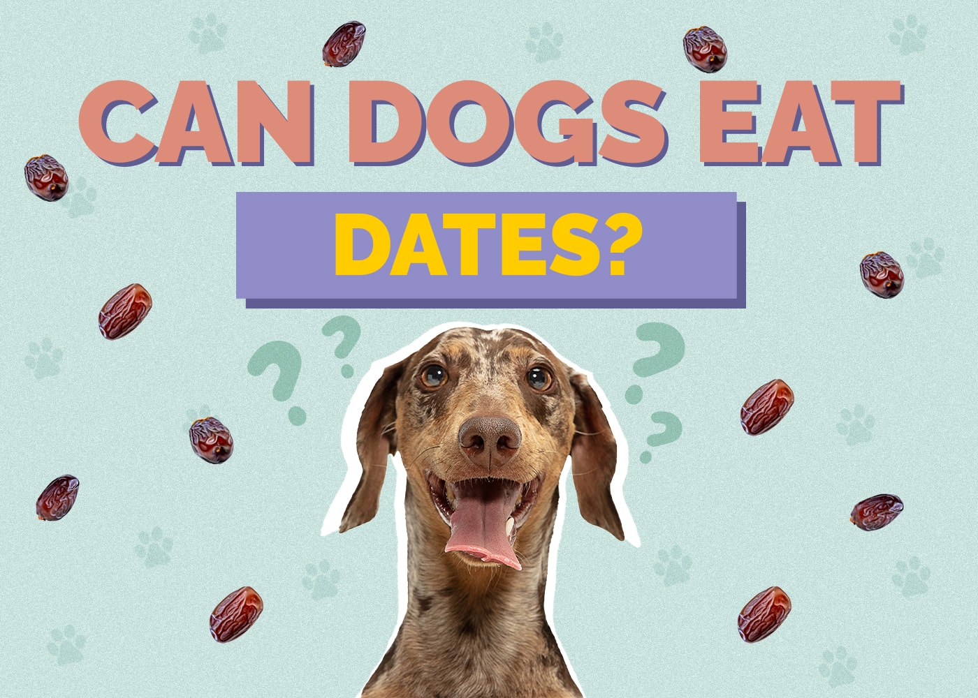 Can Dog Eat dates