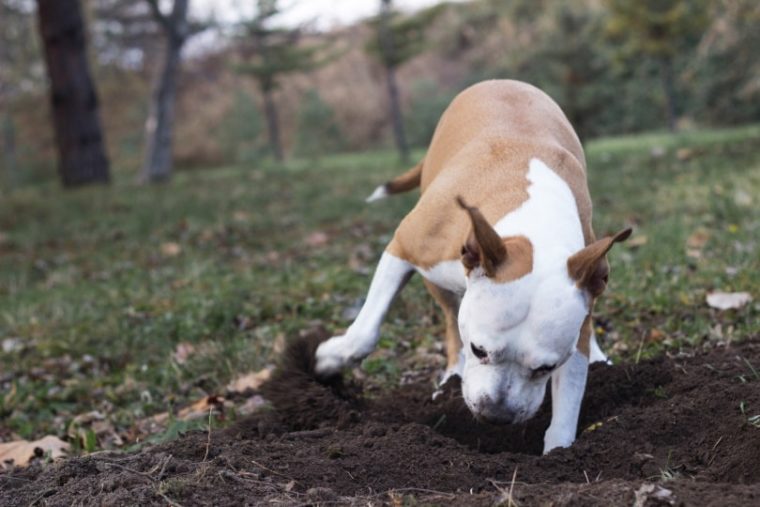Why Does My Dog Bury Their Food? 6 Possible Reasons Hepper