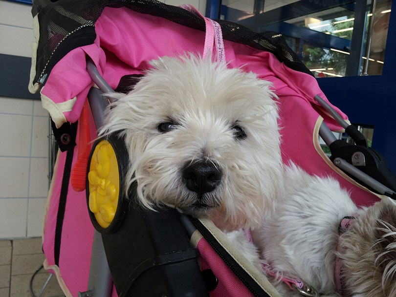 dog in a stroller