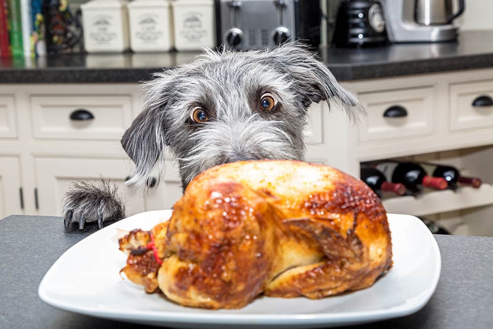 dog looking at a roasted turkey on the countertop