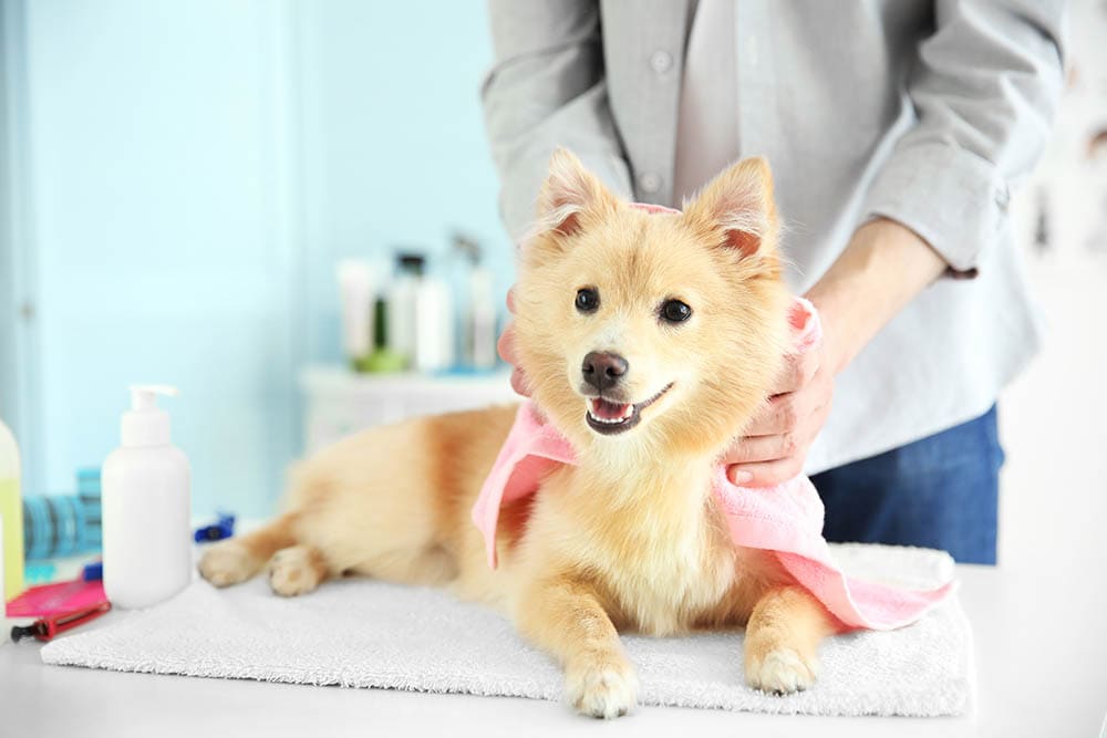 dog Spitz at groomer salon