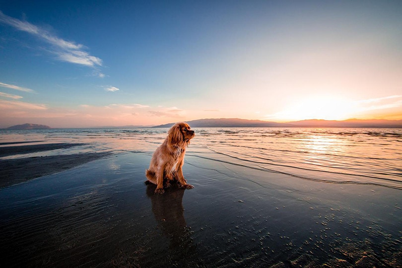 can dogs use human sunscreen