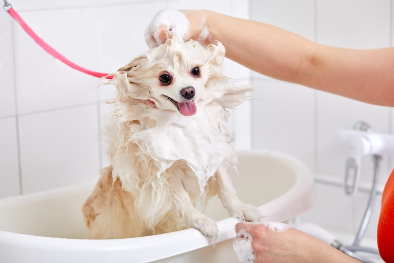 dog taking a bath