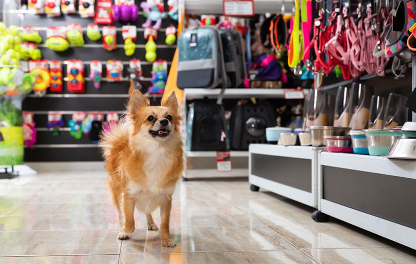 What Stores Allow Pets