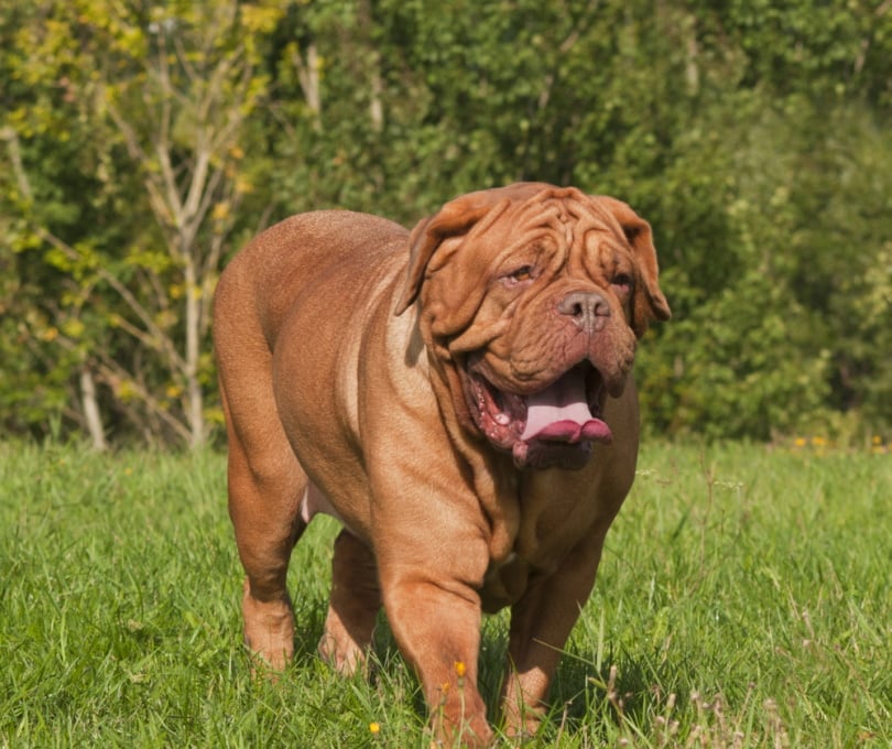 dogue de bordeaux dog standing in the grass