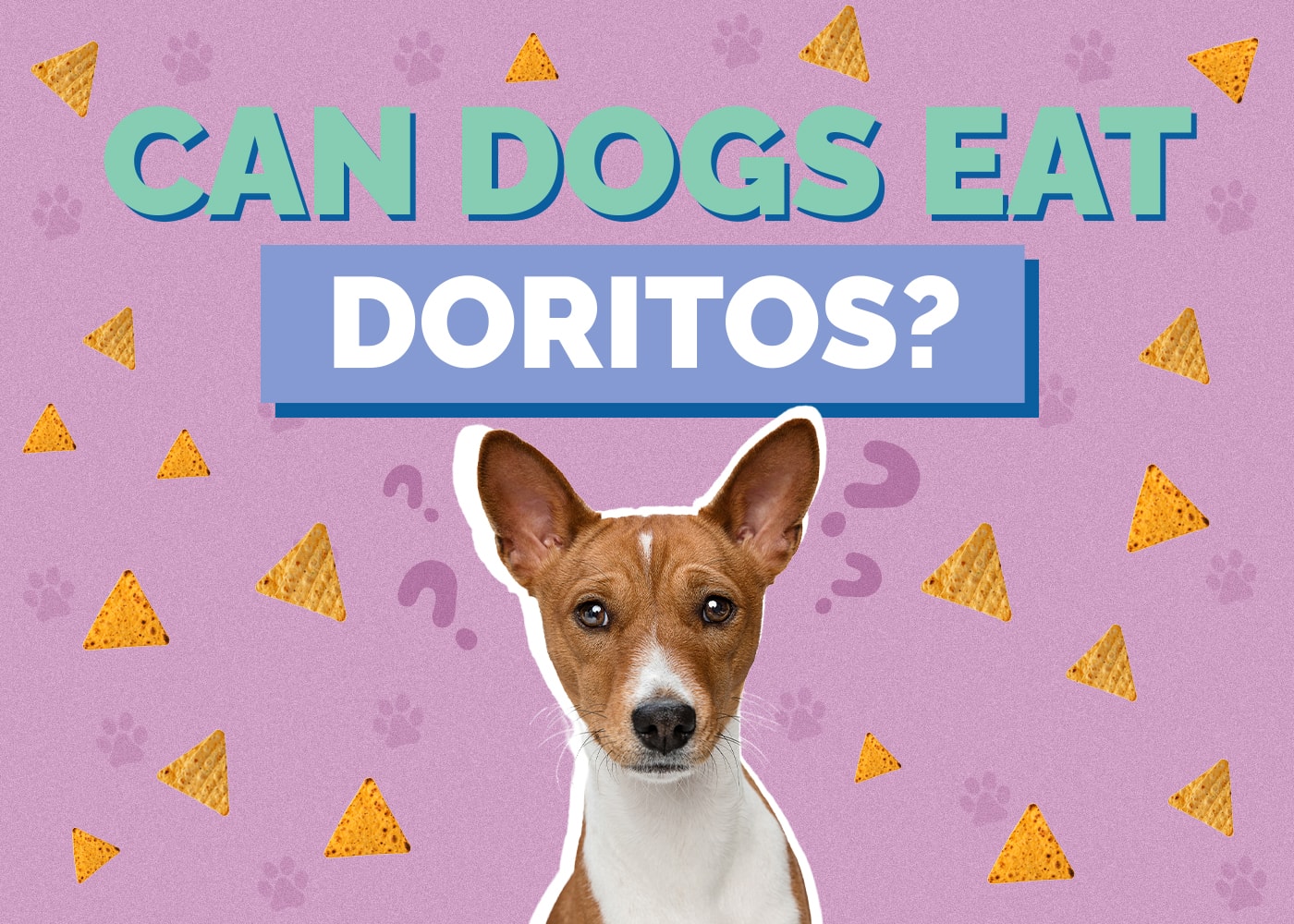 Can Dog Eat doritos