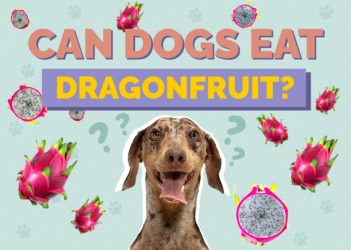 Can Dog Eat dragonfruit
