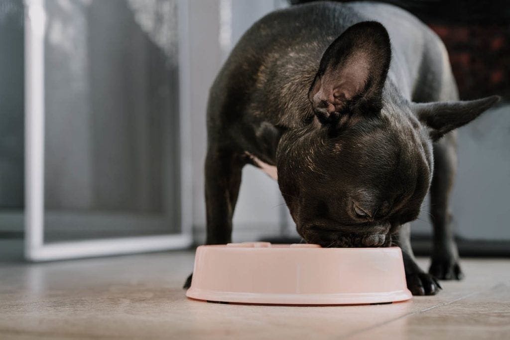 french bulldog eating from bowl