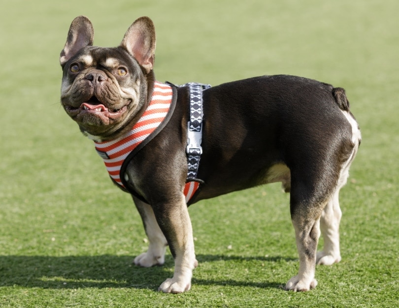 french bulldog on the grass with harness