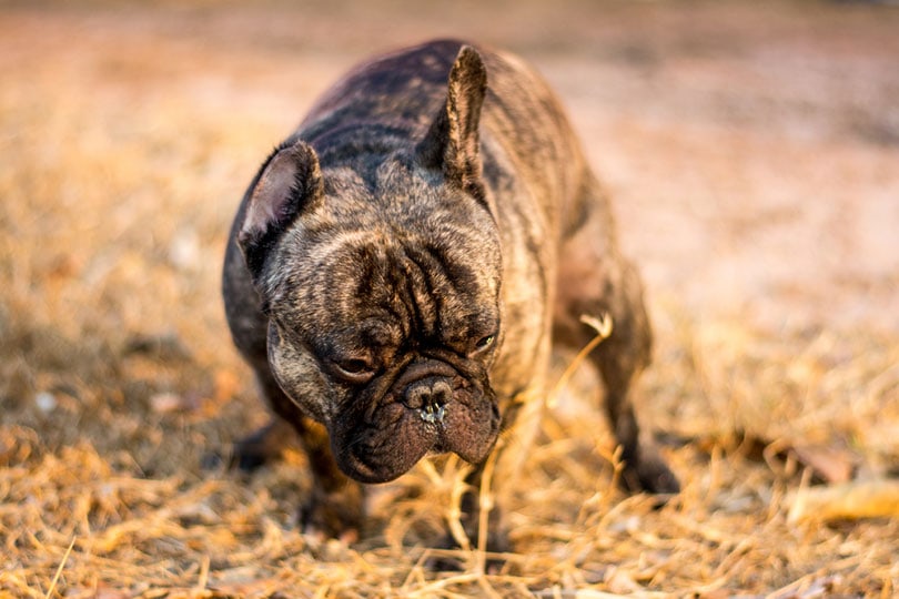 french bulldog pooping at grass field
