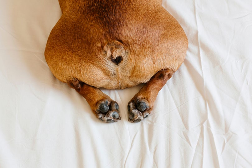 french bulldog scooting on bed