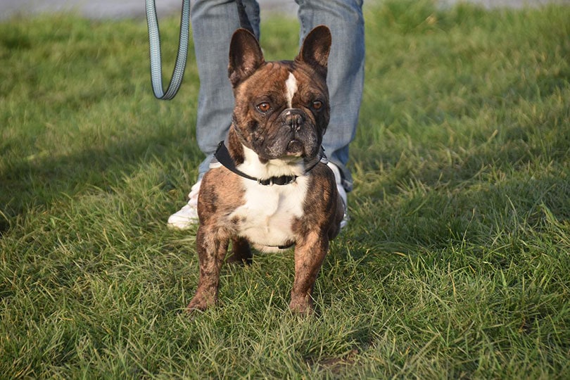 french bulldog walking with owner outdoor